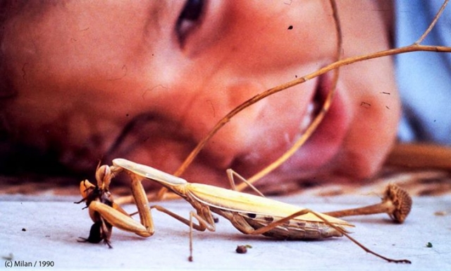 Observando a la mantis religiosa.jpg